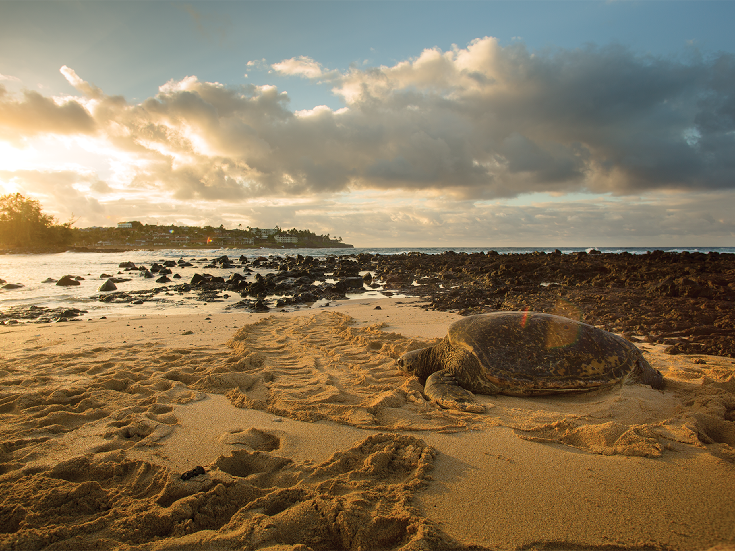Condo in Koloa · ★4.5 · 2 bedrooms · 3 beds · 2 baths - Image 26