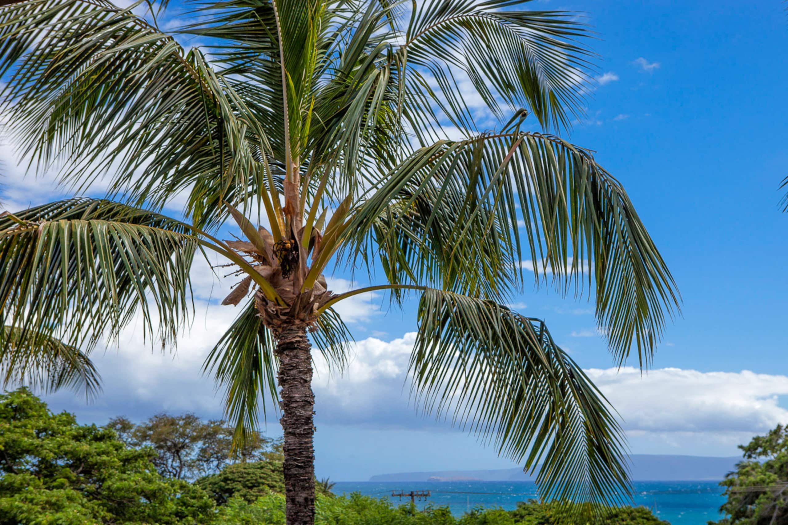 Condo in Kihei · ★4.84 · 1 bedroom · 2 beds · 1 bath - Image 32