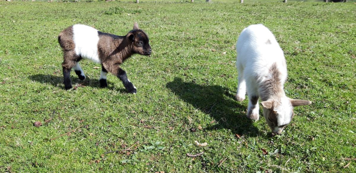 Two goats are seen in a green grassy area. One goat is brown with white markings, while the other is predominantly white with a brown patch on its head. The goats appear to be grazing and exploring their surroundings.