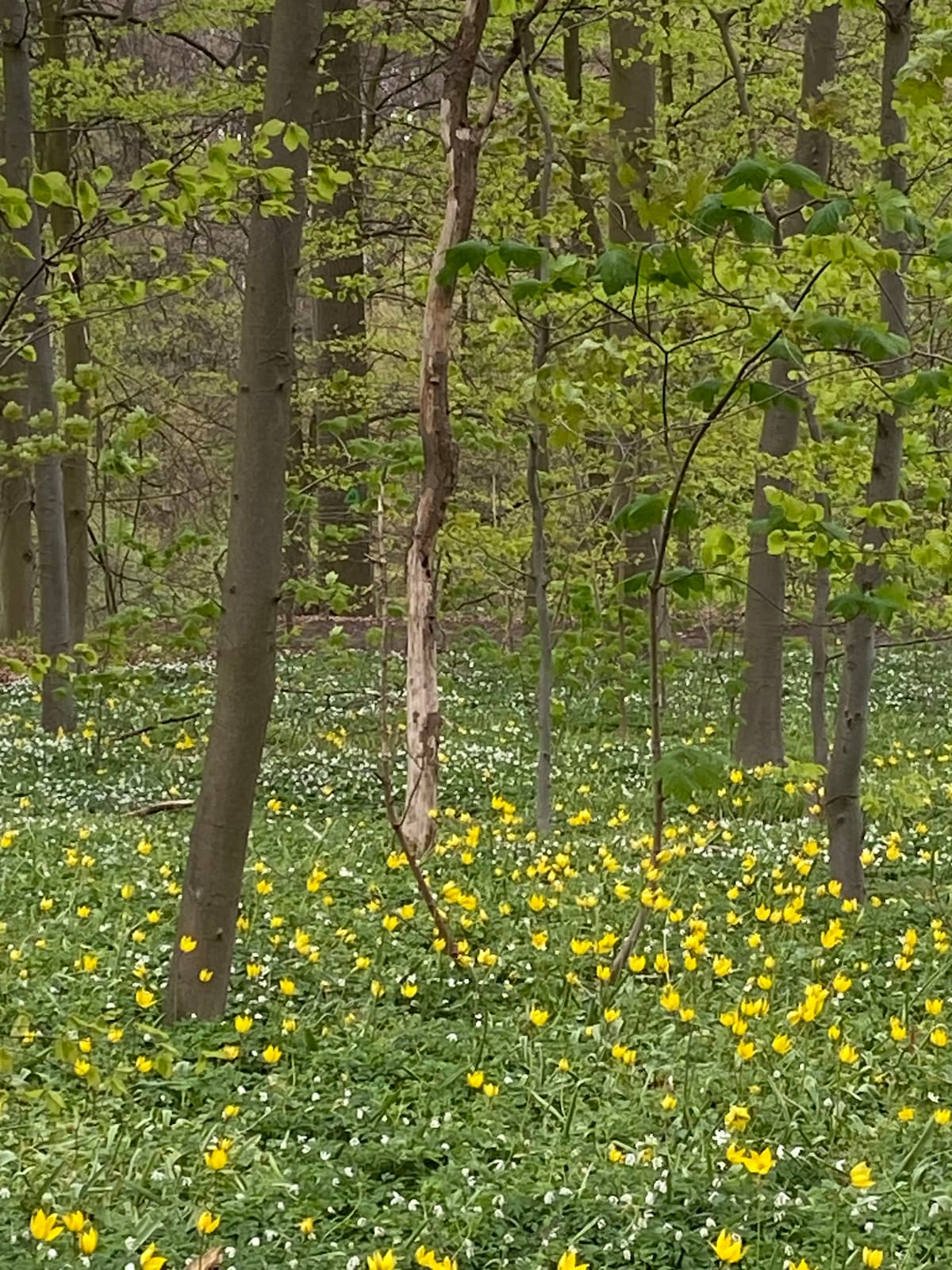 A serene woodland scene is depicted, showcasing tall trees with fresh green leaves. A carpet of wildflowers, predominantly yellow, covers the ground. Delicate white flowers are visible among the greenery, creating a vibrant contrast that enhances the natural beauty of the area.