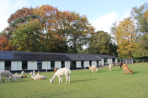 Top Airbnb: Luxury family home for 10-14 people near the alpacas in Wijk 57 Garderen