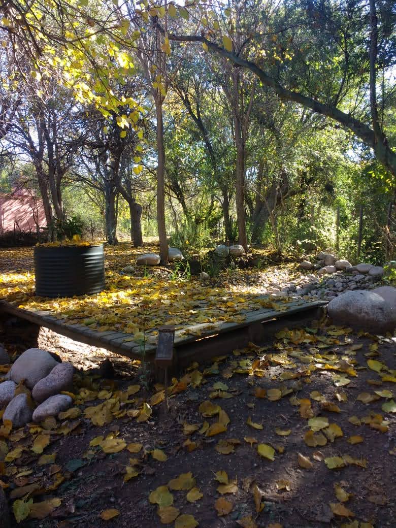 A secluded garden area is surrounded by a canopy of trees, with a wooden deck partially covered in yellow leaves. Smooth stones are scattered throughout the earthy ground, contributing to the natural landscape. Sunlight filters through the foliage, providing a serene atmosphere.