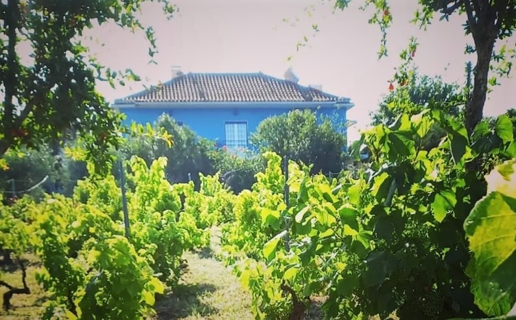 Casa Azul is framed by lush green vineyards, with vibrant grapevines leading towards the bright blue exterior of the house. The landscape is dotted with trees and shrubbery, providing a serene backdrop that emphasizes the natural setting.