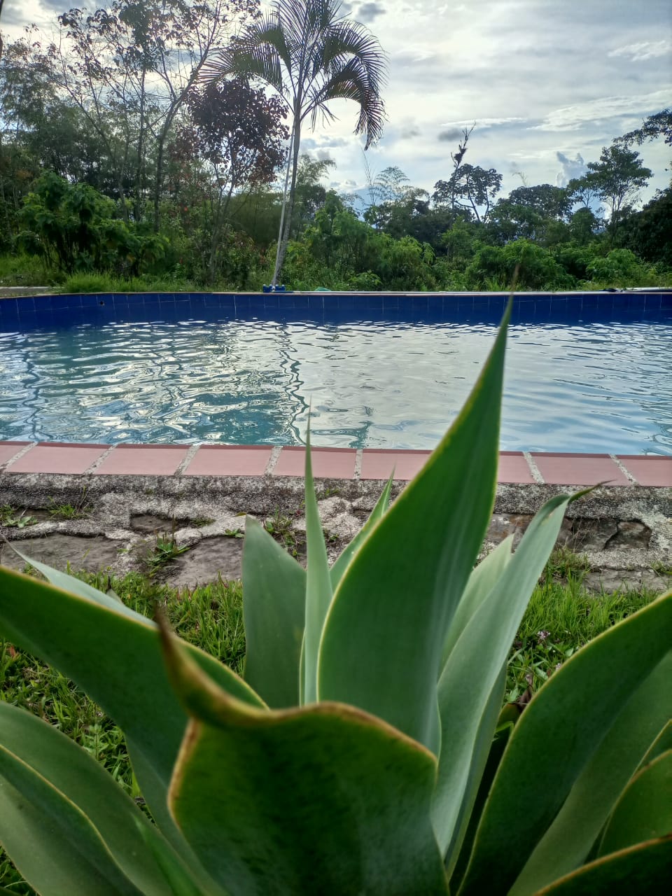 A serene pool reflects the surrounding greenery, framed by lush plants in the foreground. The blue tiles of the pool complement the natural landscape, offering a tranquil spot for relaxation amidst nature.