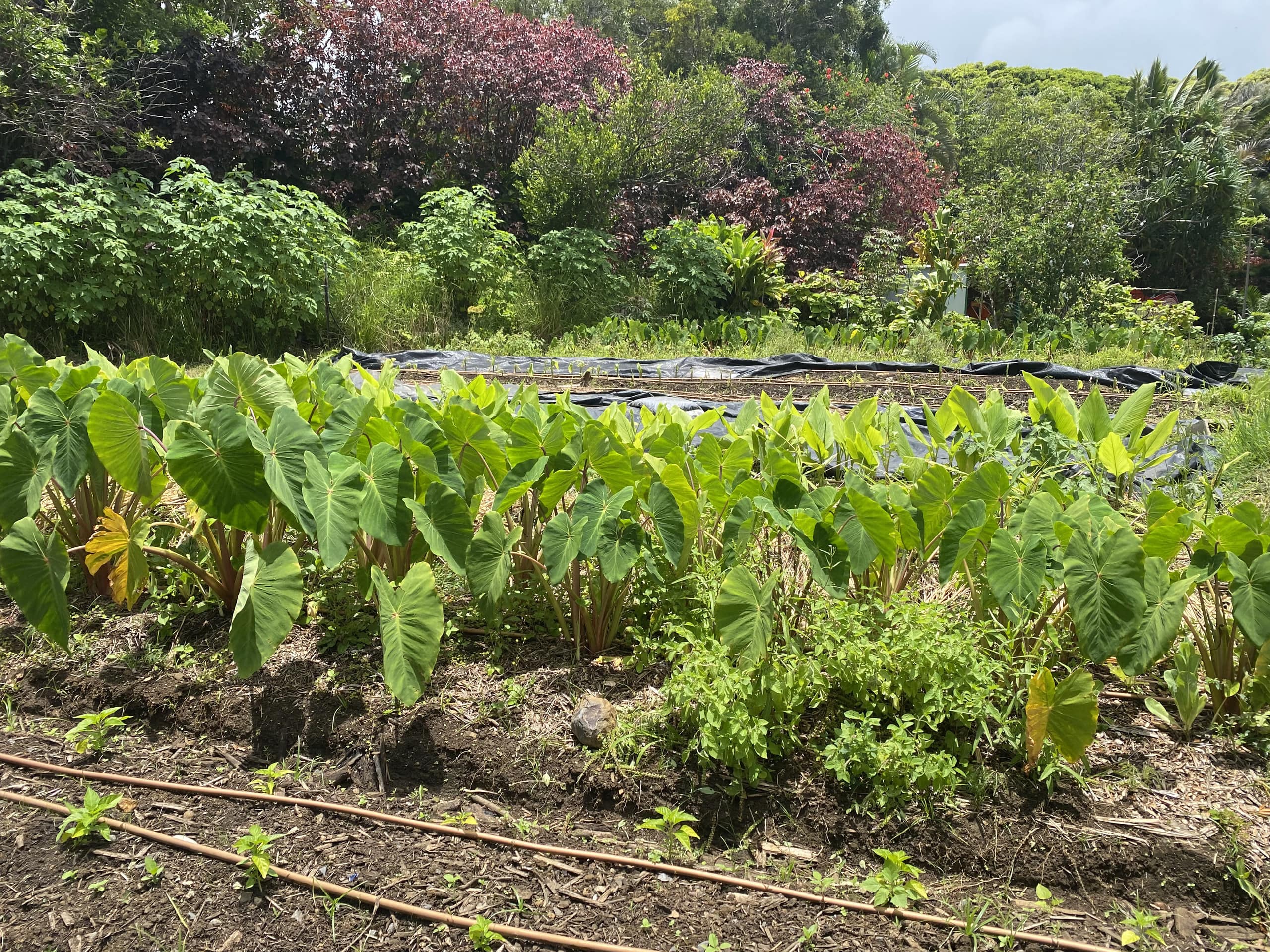 Plumeria Room Farm Stay in Haiku on Road to Hana - Image 96