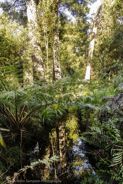 A serene scene is captured, showcasing lush green ferns surrounding a tranquil pond. Tall trees are visible in the background, their reflections mingling with the calm water. The natural light filters through the foliage, creating a peaceful atmosphere in the forested area.