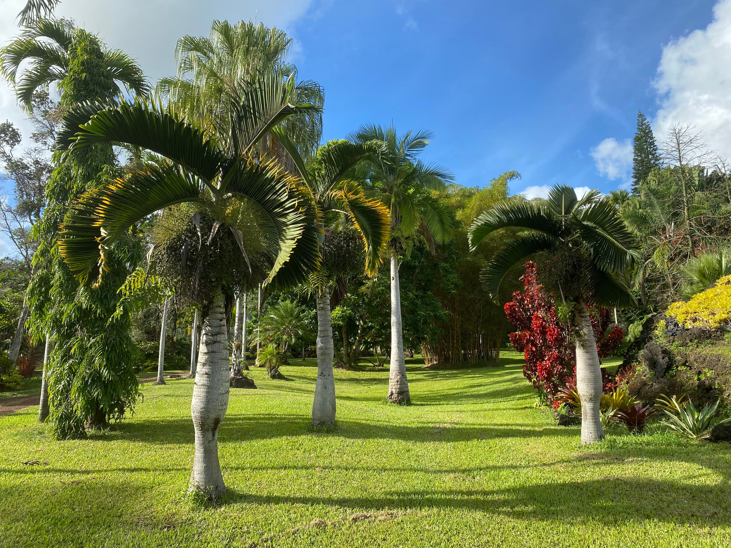Home in Pahoa · ★4.96 · 3 bedrooms · 3 beds · 2 baths - Image 22