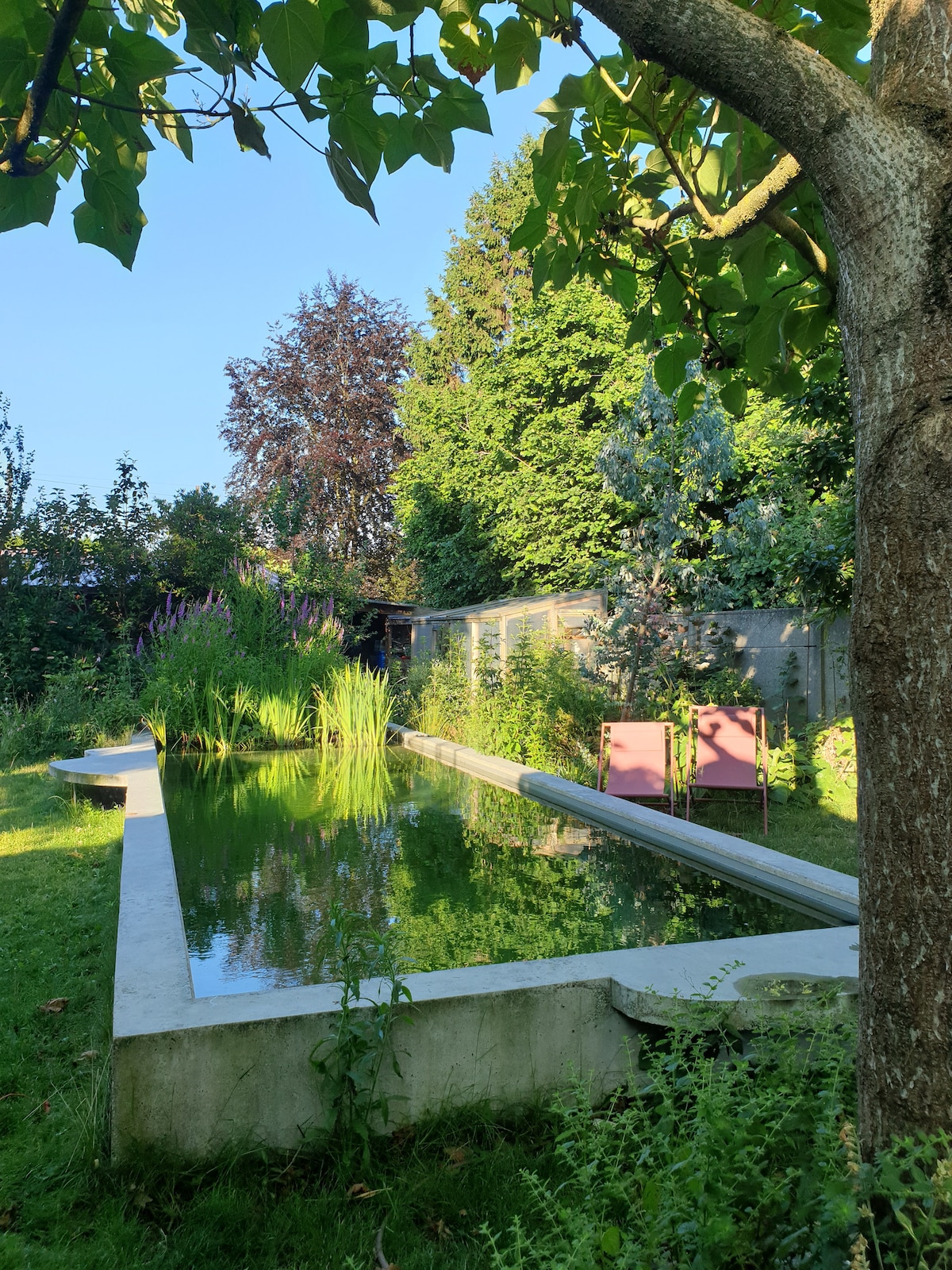 A serene garden scene is displayed, featuring a natural swimming pond surrounded by lush greenery. Tall grasses and various plants frame the pond, which is complemented by two pink lounge chairs positioned on the grassy edge, inviting relaxation in a tranquil environment.