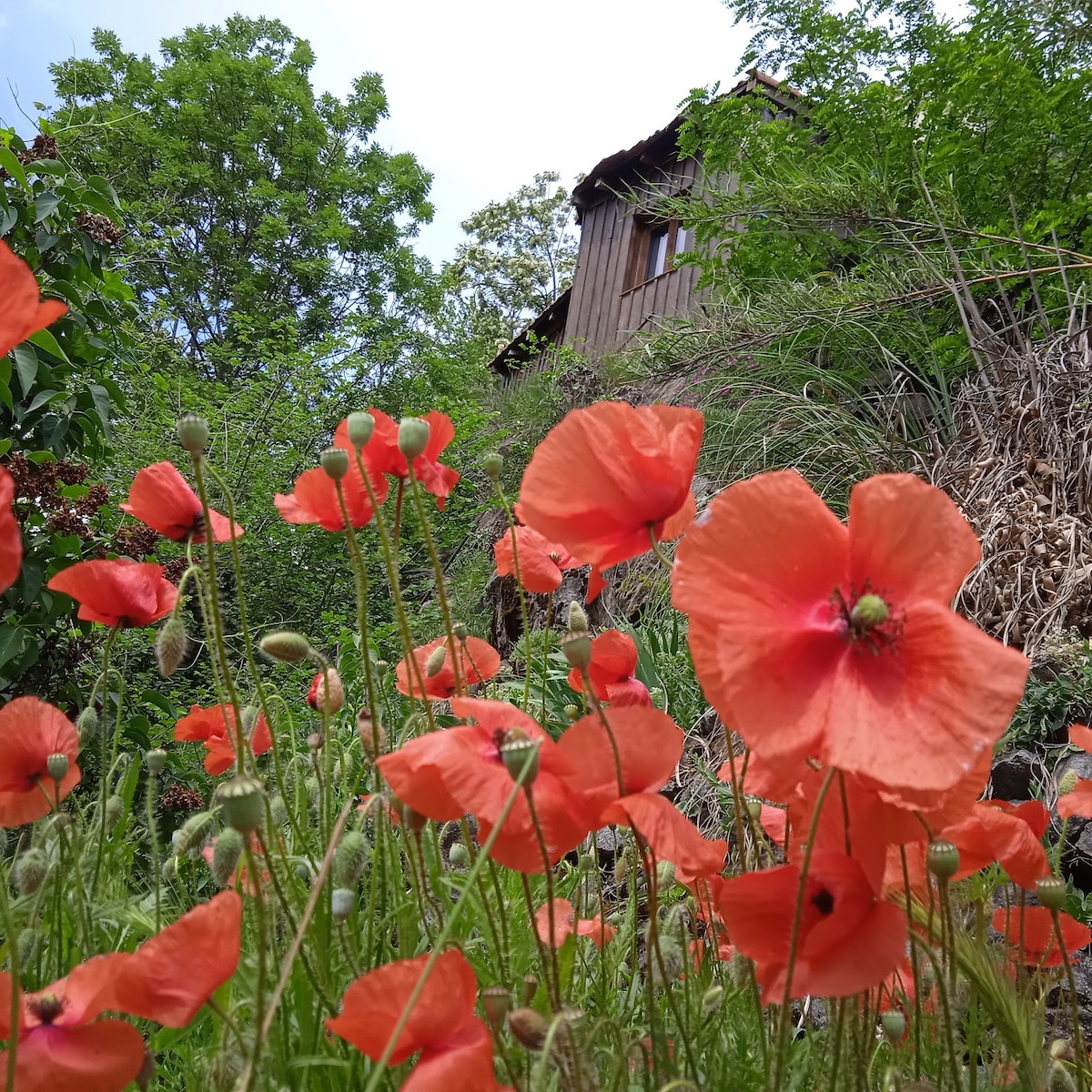 Bright orange poppies are scattered across a lush garden, their delicate petals swaying in the breeze. In the background, a wooden structure is partially visible, surrounded by greenery, providing a serene connection to nature.