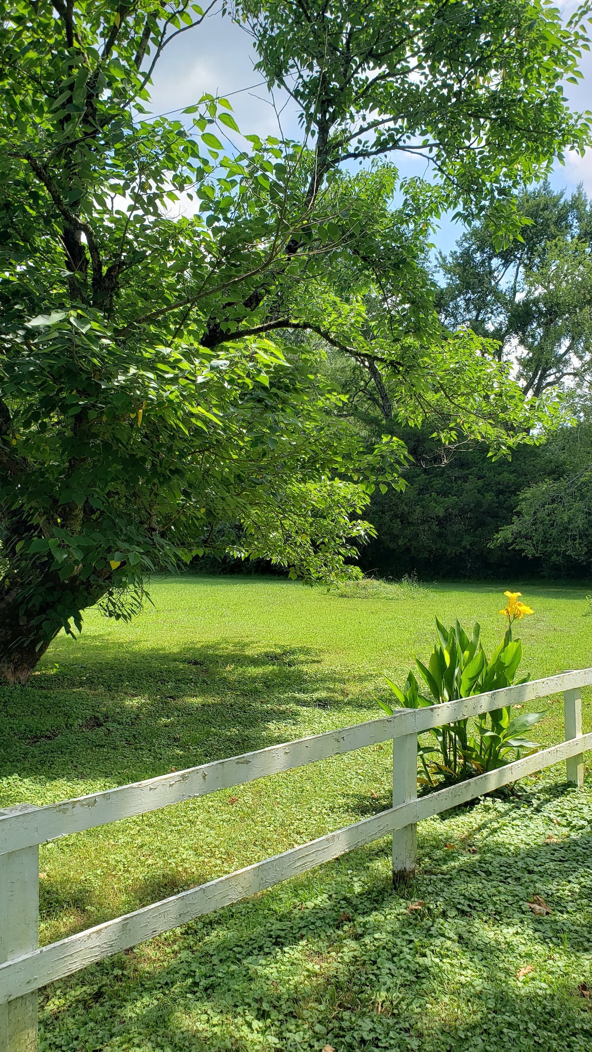 A green expanse of well-maintained lawn is bordered by a white wooden fence. Lush trees provide shade, while vibrant yellow flowers and leafy plants are seen closer to the fence, adding color to the serene outdoor setting.