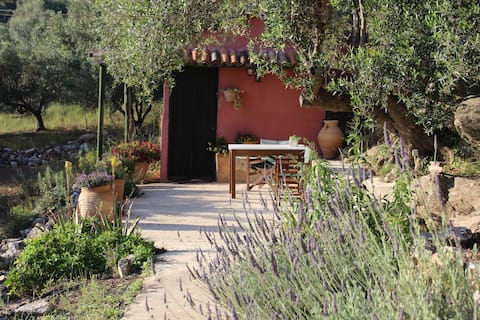 Olive tree house in organic Orgon farm.