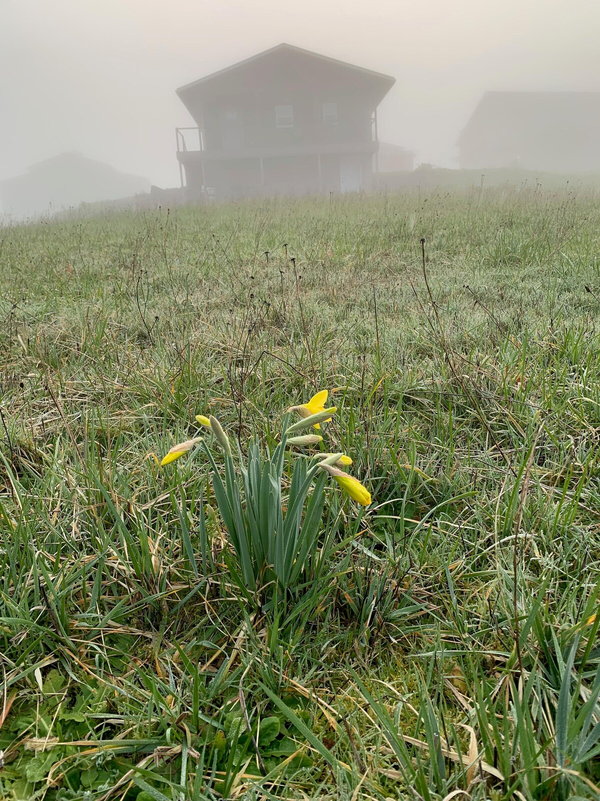 A single group of yellow flowers rises from a misty green meadow. In the background, a bungalow is partially obscured by fog, creating a serene and peaceful landscape that showcases the natural setting.