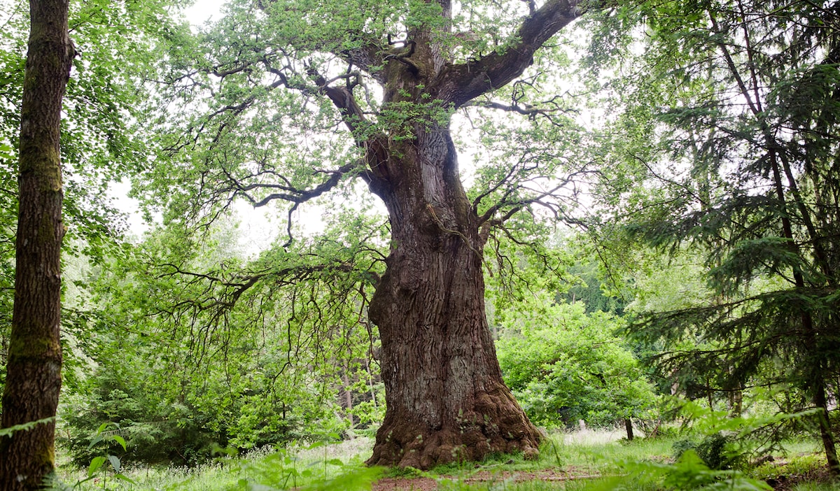 A large, aged tree with a wide trunk and expansive branches dominates the scene. Surrounding greenery includes various shades of green foliage and smaller trees, contributing to a serene and natural atmosphere.