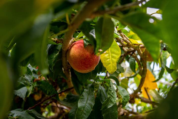Heritage villa with ocean view gallery image 5