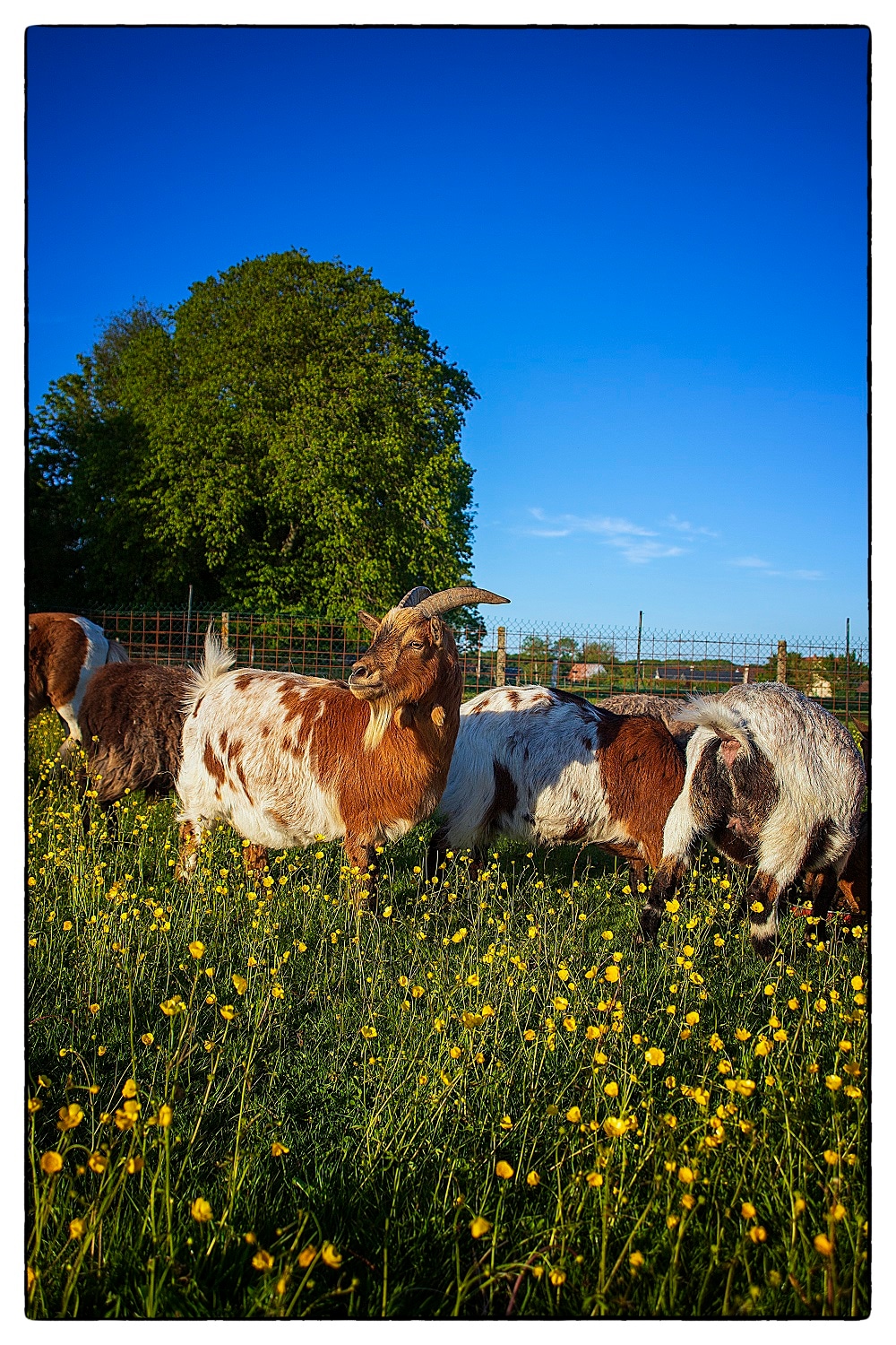 A group of goats is seen grazing in a meadow filled with yellow wildflowers under a clear blue sky. The goats display a mix of brown and white fur, with one prominent goat showcasing distinctive curved horns. Lush green trees are visible in the background.