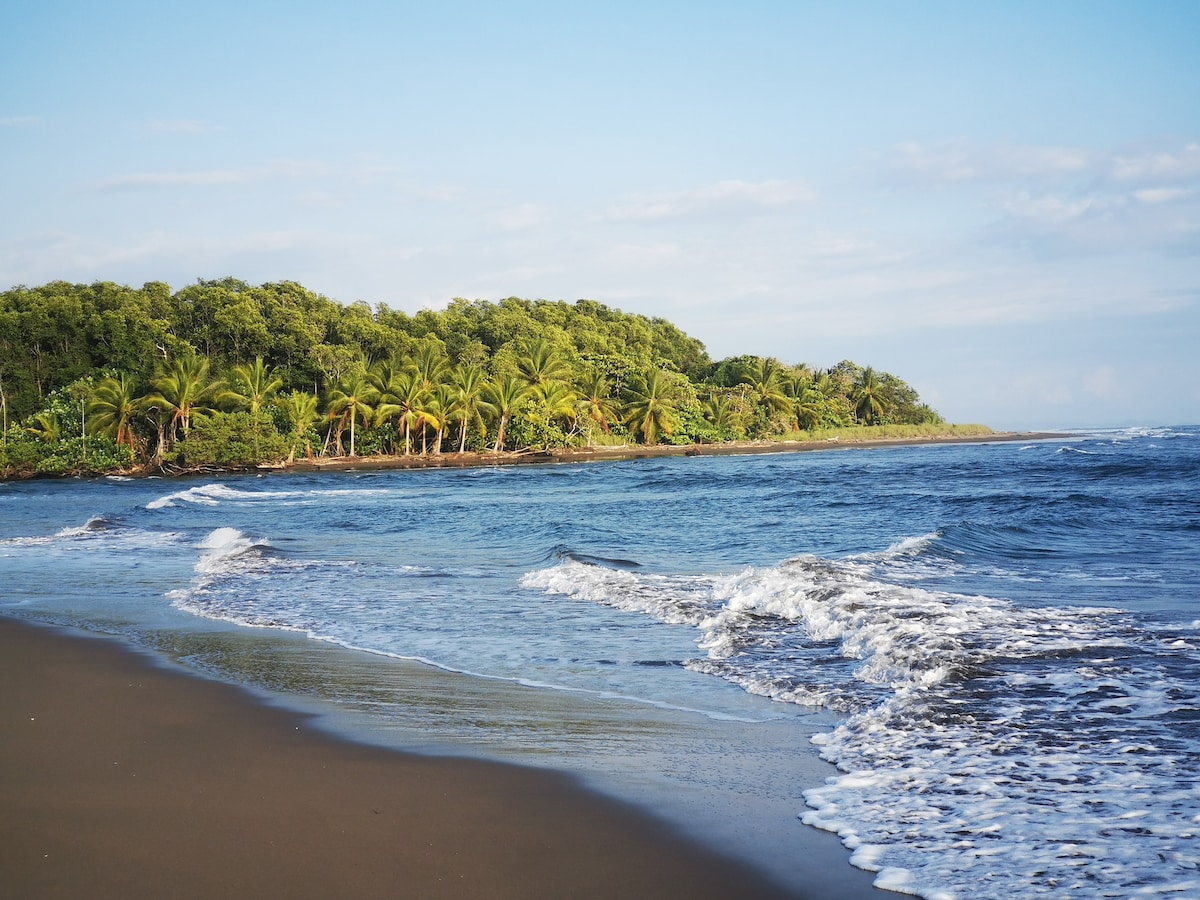 A serene beach scene features gentle waves lapping against a sandy shore, with lush green palm trees lining the coastline. The clear blue sky complements the tranquil waters, creating a peaceful atmosphere for beachgoers and nature enthusiasts.