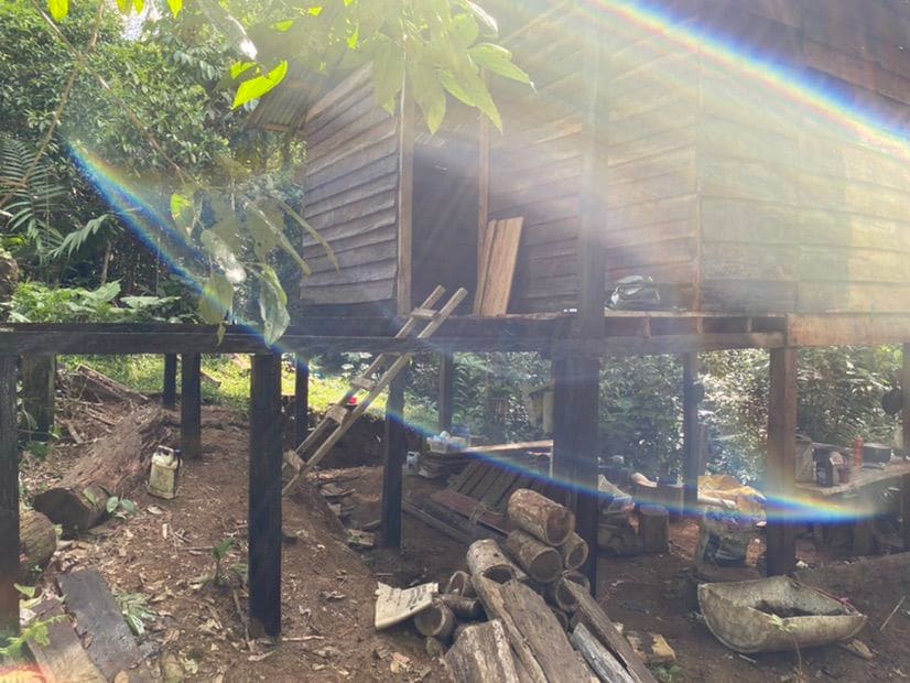 A wooden cabin is set on stilts amidst lush greenery, surrounded by trees. The structure features a rustic aesthetic, with wooden planks visible. Stacked logs and tools are arranged on the ground, evoking a natural, earthy environment.