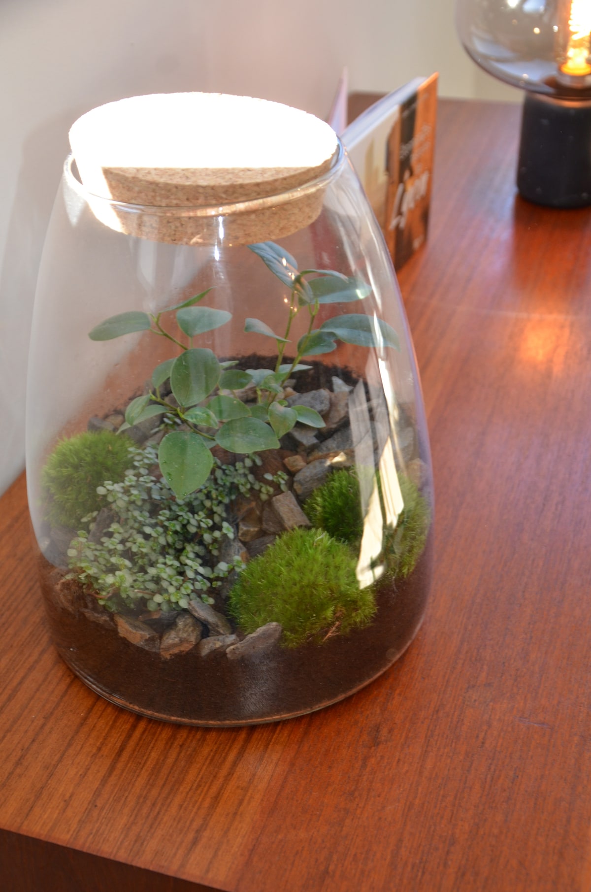 A glass terrarium is displayed on a wooden surface, featuring a small arrangement of green plants, moss, and rocks. The cork lid rests on top, creating a self-contained ecosystem that adds a touch of nature to the space.