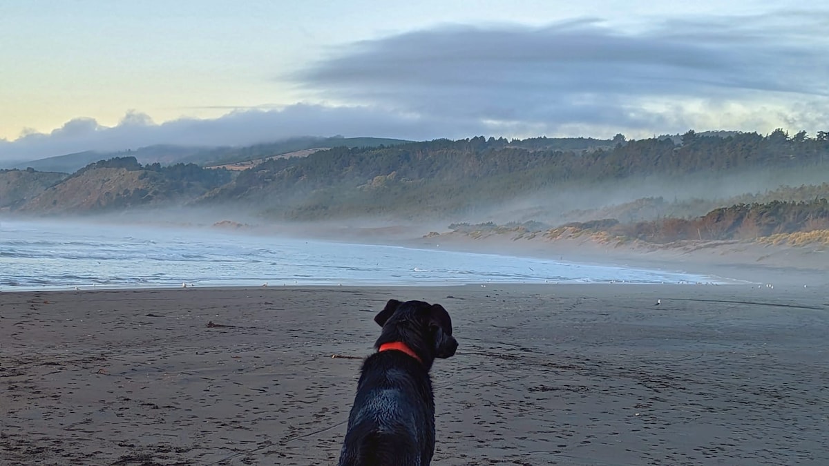 A black dog is positioned on a sandy beach, gazing towards low fog rolling over gentle waves and distant hills. The landscape features a tranquil ocean scene, with the soft colors of dawn illuminating the sky.