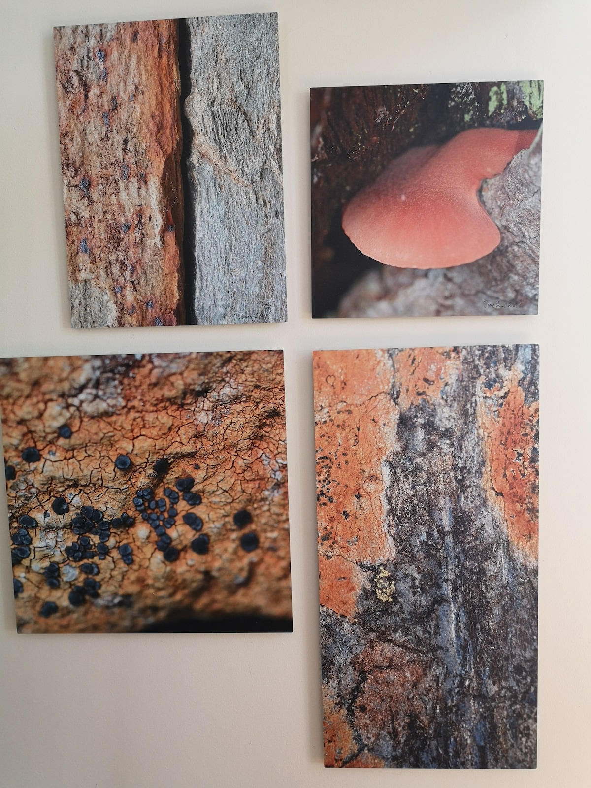 Four art pieces adorn the wall, featuring close-up photographs of natural textures and elements. The top left shows weathered wood grain, the top right captures a pink mushroom, while the bottom left displays black lichen patterns, and the bottom right emphasizes stone surface details.