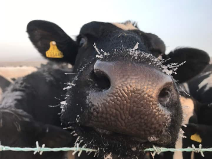 Farm Stay - The Dairy Parlour - stylish cottage