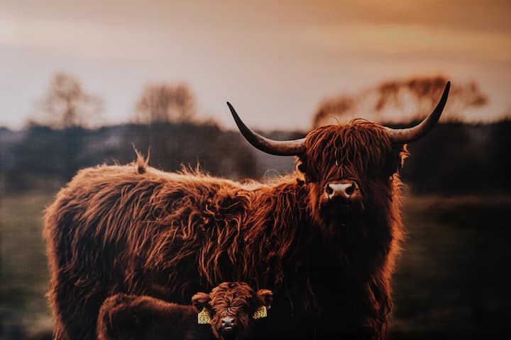 Bedroom № 3. With two bed setup options: 1 double bed and a fold-out double sofa or 2 single beds wand a fold-out double sofa. With a clothes hanger, dresser, towel rack. 
Sypialnia № 3: 2 łóżka pojedyncze (lub 1 podwójne) i rozkładana kanapa