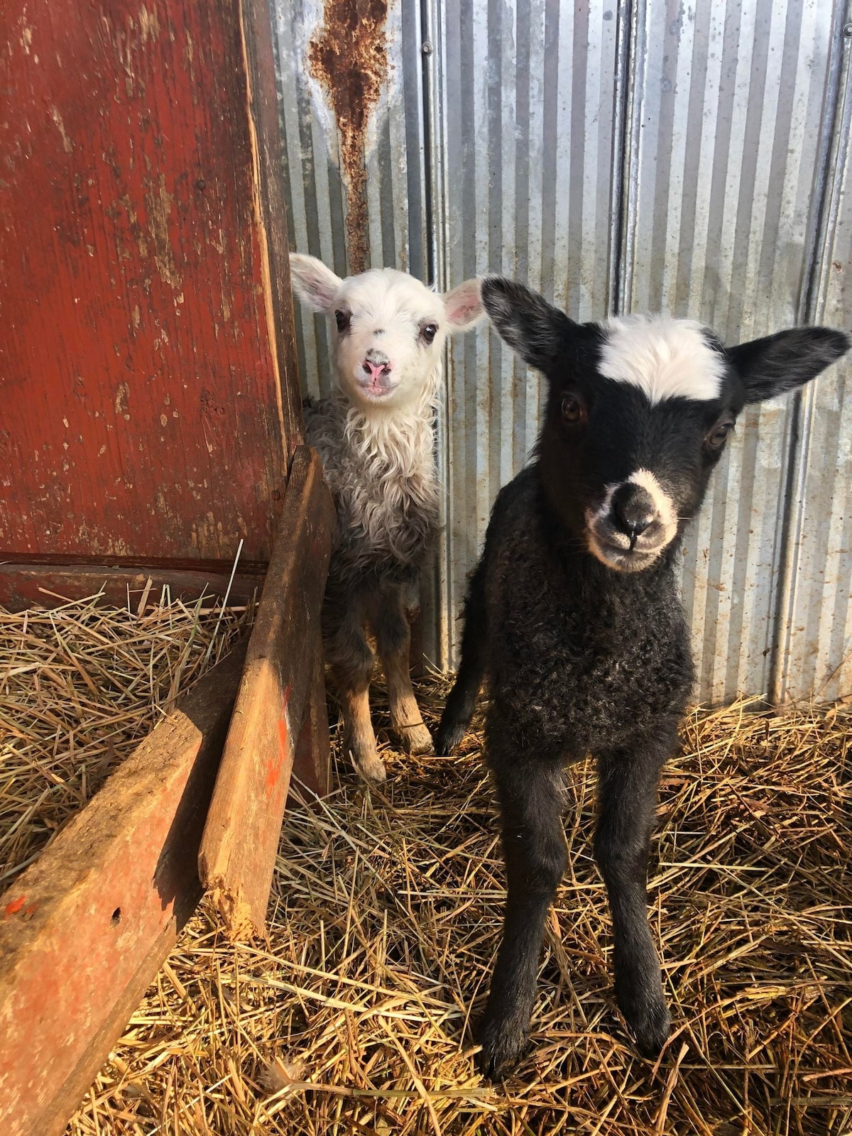 Two young sheep are positioned in a rustic barn setting, surrounded by straw. The foreground sheep has a black coat with a distinctive white marking on its head. The background sheep, partially obscured, has a lighter coat and fluffy appearance.