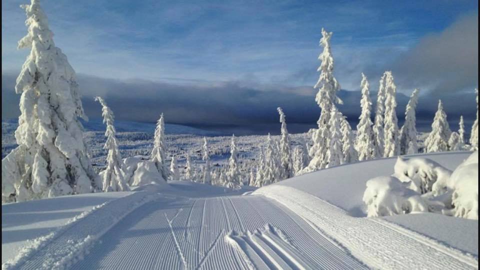 A winter landscape features freshly groomed cross-country ski tracks leading into a snow-covered forest. Tall, snow-laden evergreens frame the scene, with distant hills visible under a blue sky accented by clouds. The tranquil atmosphere invites exploration of the snowy surroundings.