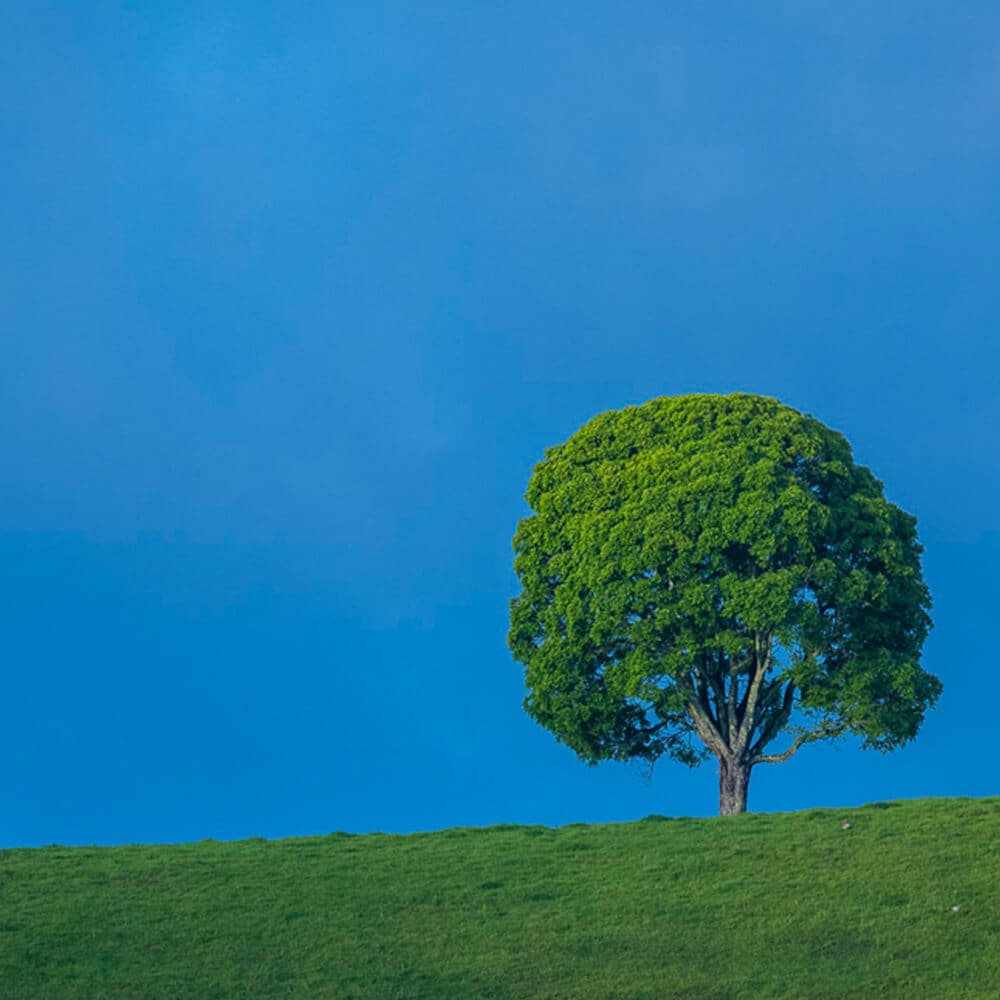A single lush green tree stands prominently on a gentle hillside, framed against a clear blue sky. The vibrant foliage contrasts with the green grass below, creating a serene and inviting landscape.