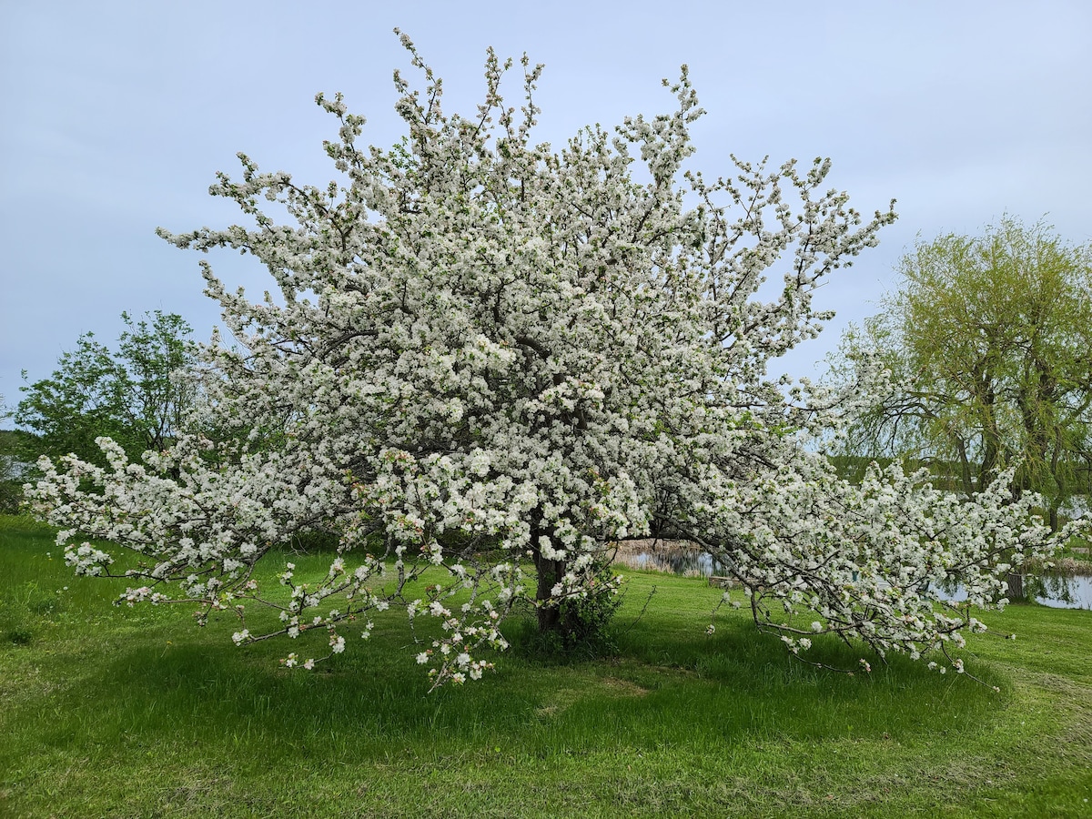 A large apple tree in full bloom is showcased, with numerous white flowers covering its branches. The tree is set against a backdrop of lush green grass and other trees, with a serene body of water visible in the distance.