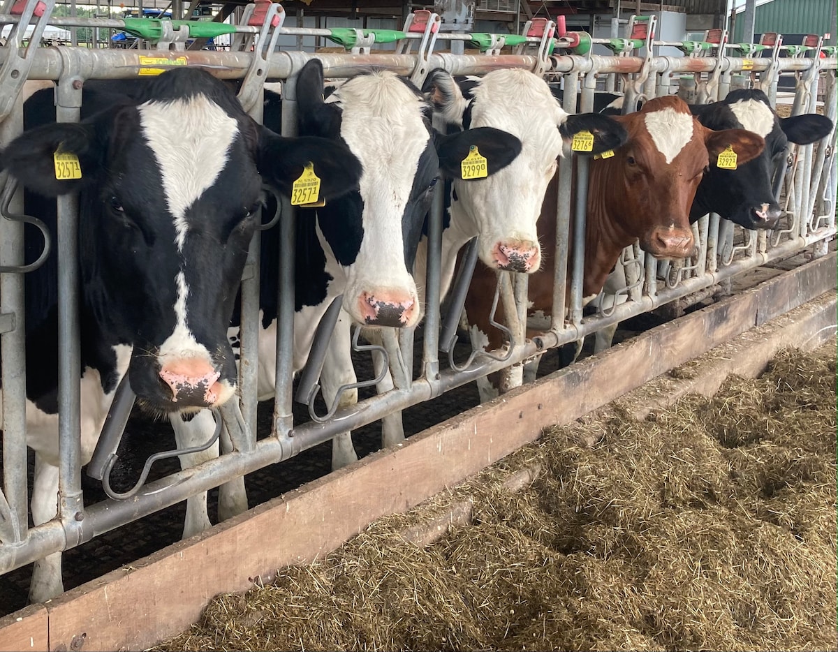 A row of five cows is visible, each identifiable by their unique ear tags. The cows exhibit varying coat colors, predominantly black and white, with one brown cow among them. The feeding trough is filled with hay, and the barn's interior is visible in the background.