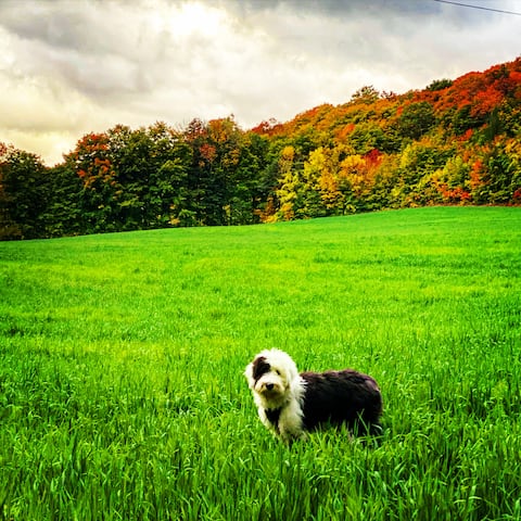 Top performing Airbnb: Private Farm Stay & Barnyard Experience in Oro Medonte