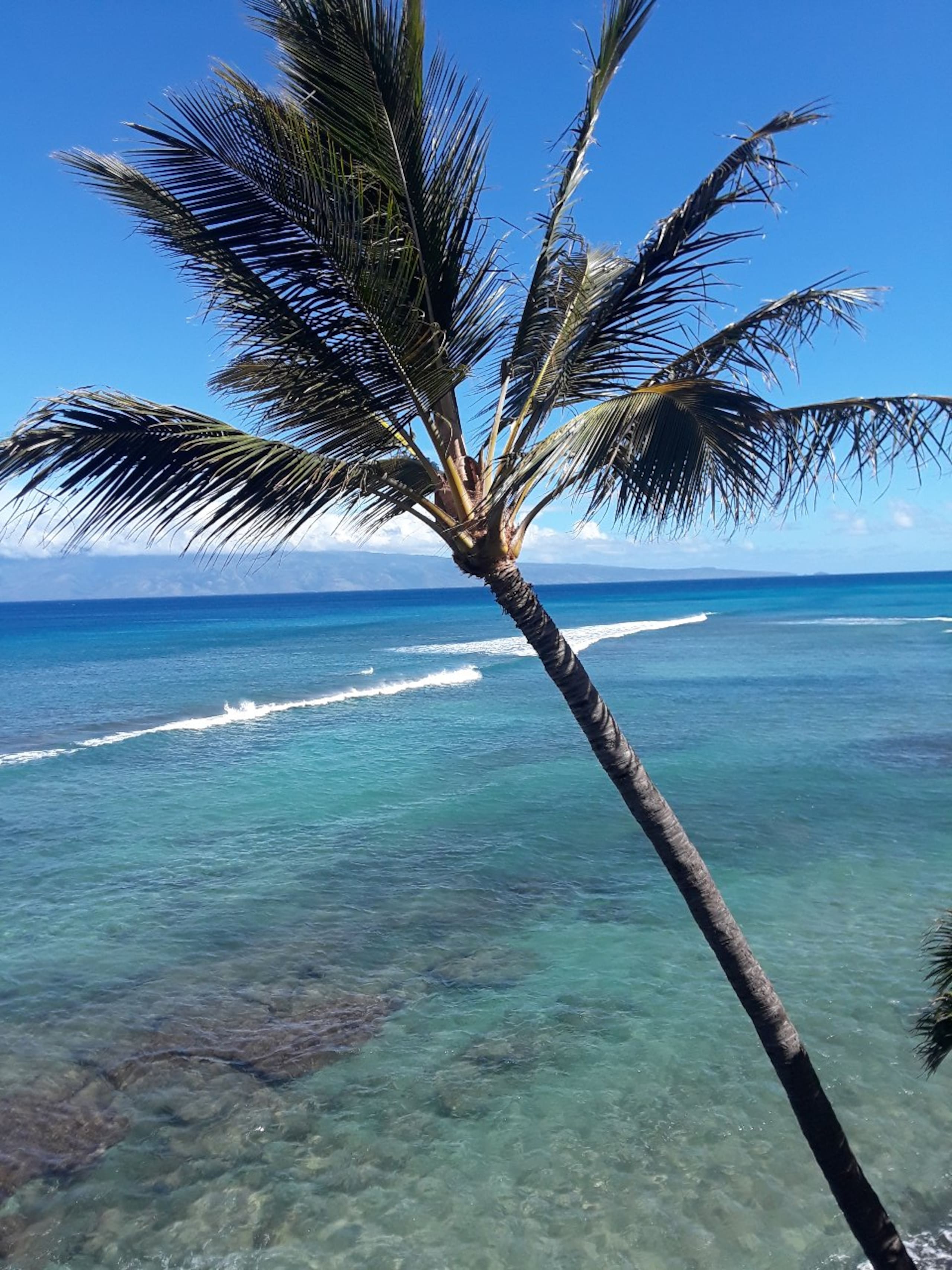 Condo in Lahaina · ★4.96 · 1 bedroom · 2 beds · 1 private bath - Image 49