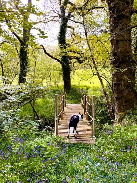 A wooden bridge spans a small stream, surrounded by vibrant green foliage and bluebells. A black and white dog walks along the bridge, leading toward a lush meadow framed by ancient trees. Sunlight filters through the leaves, creating a serene atmosphere.