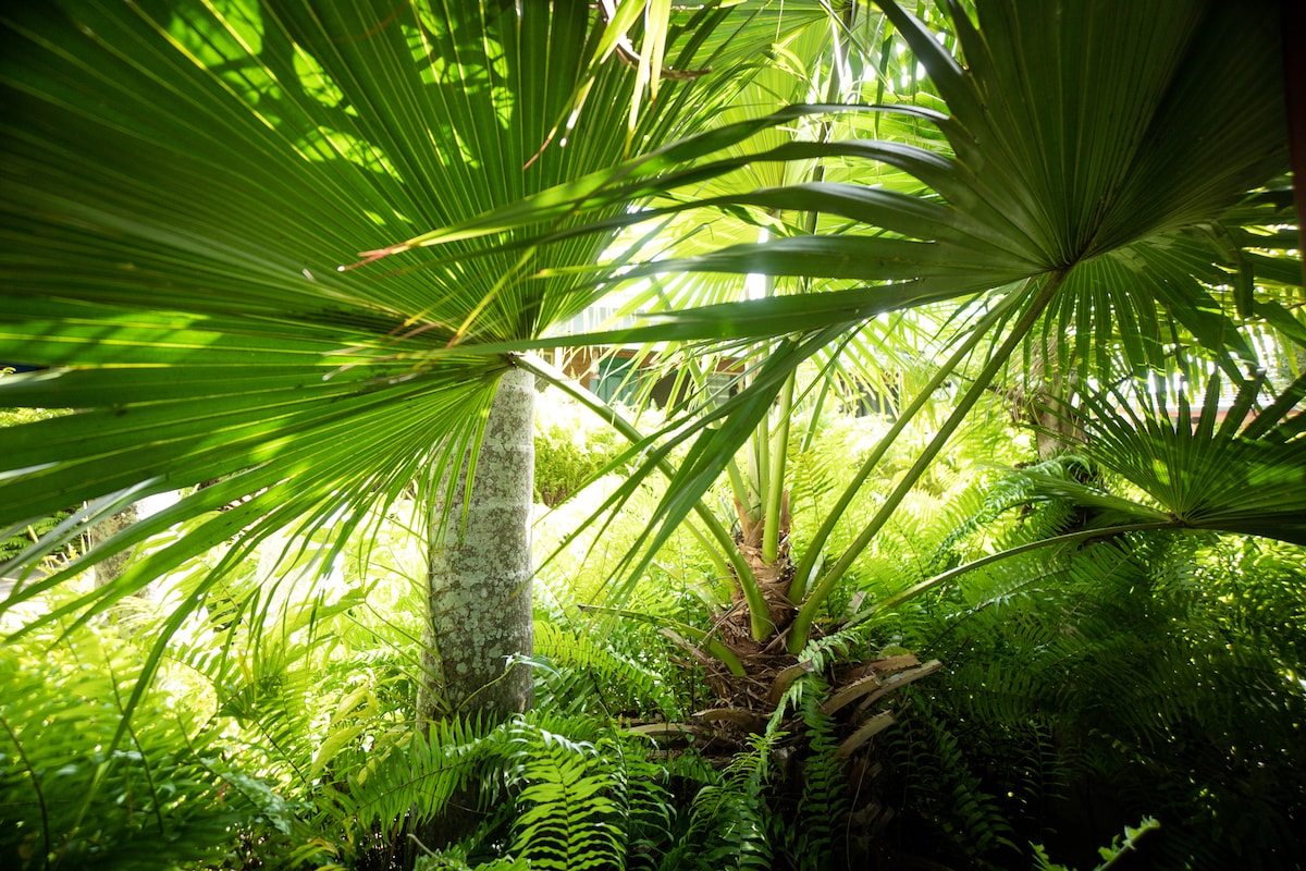 Lush green foliage fills the image, showcasing a variety of palm leaves and ferns. Sunlight filters through the leaves, creating a bright and vibrant atmosphere. The diverse greenery is seen surrounding the central area, contributing to a serene natural environment.