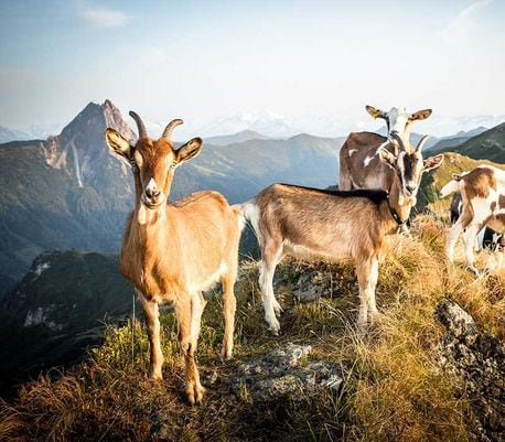 Four goats are positioned on a rocky hillside, surrounded by lush green grass and a backdrop of distant mountains. The goats feature a mix of light brown and white fur, with varying sizes and shapes, enjoying the serene mountain landscape.