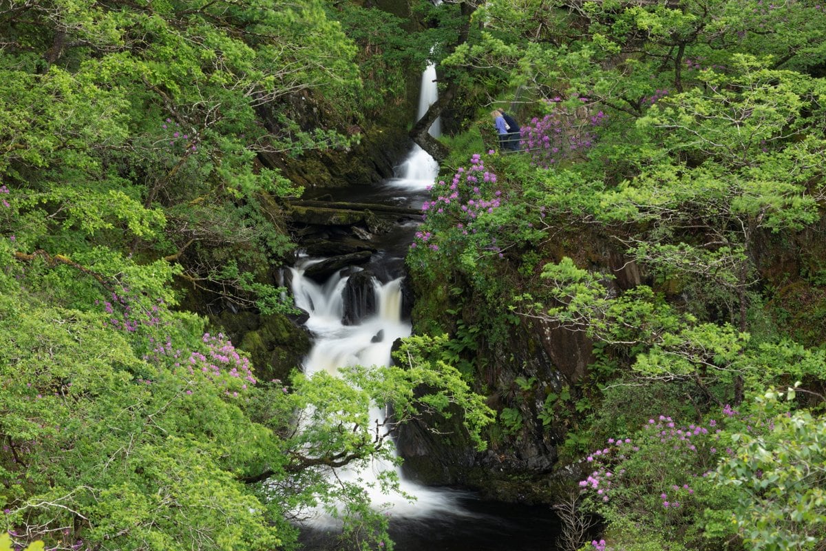 A serene waterfall cascades through lush green foliage and colorful blooms, creating a tranquil scene. The flow of water can be seen gracefully moving over rocks, surrounded by dense trees, enhancing the natural beauty of the landscape.