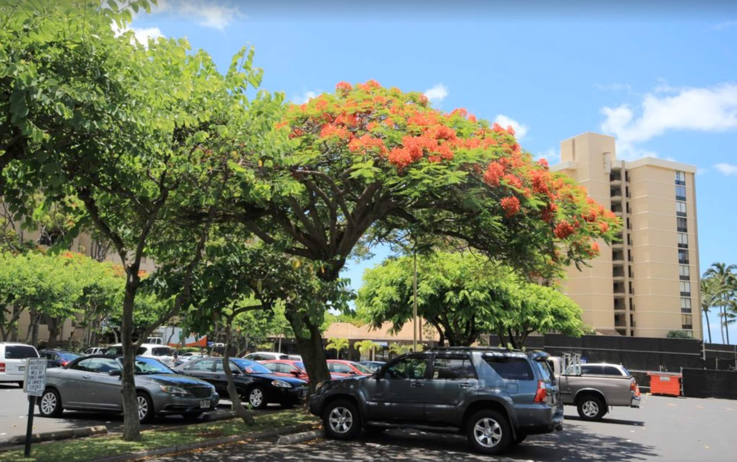 Condo in Lahaina · ★4.95 · 1 bedroom · 2 beds · 1 bath - Image 32