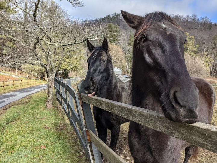 13 Best PetFriendly Cabin Rentals In Waynesville, North Carolina