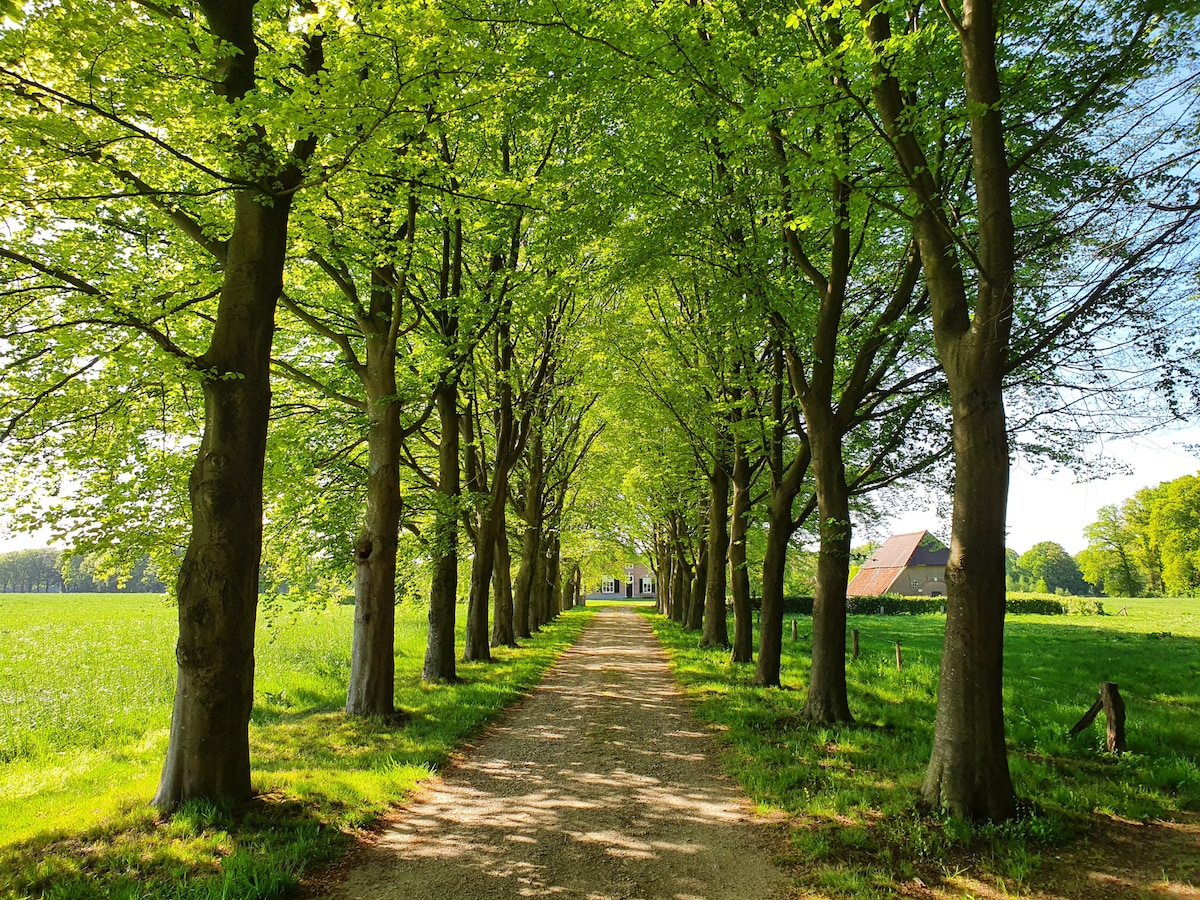 A tree-lined path is framed by lush green foliage, creating a natural archway. The gravel road leads towards a distant building, with open fields visible on both sides. Sunlight filters through the leaves, illuminating the serene landscape.