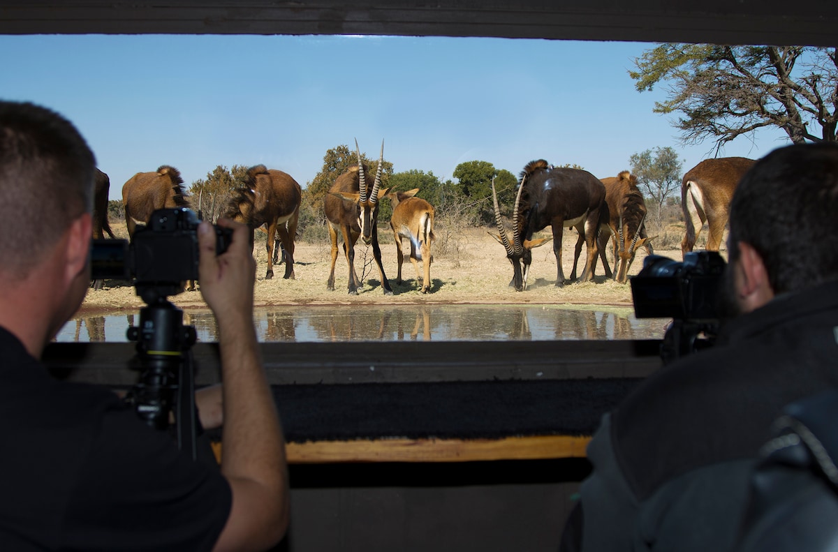 Two photographers are positioned inside a sunken photographic hide, capturing images of various wildlife at a waterhole. A group of antelopes and buffalo can be seen drinking and grazing just outside the hide, with trees and a clear sky in the background.