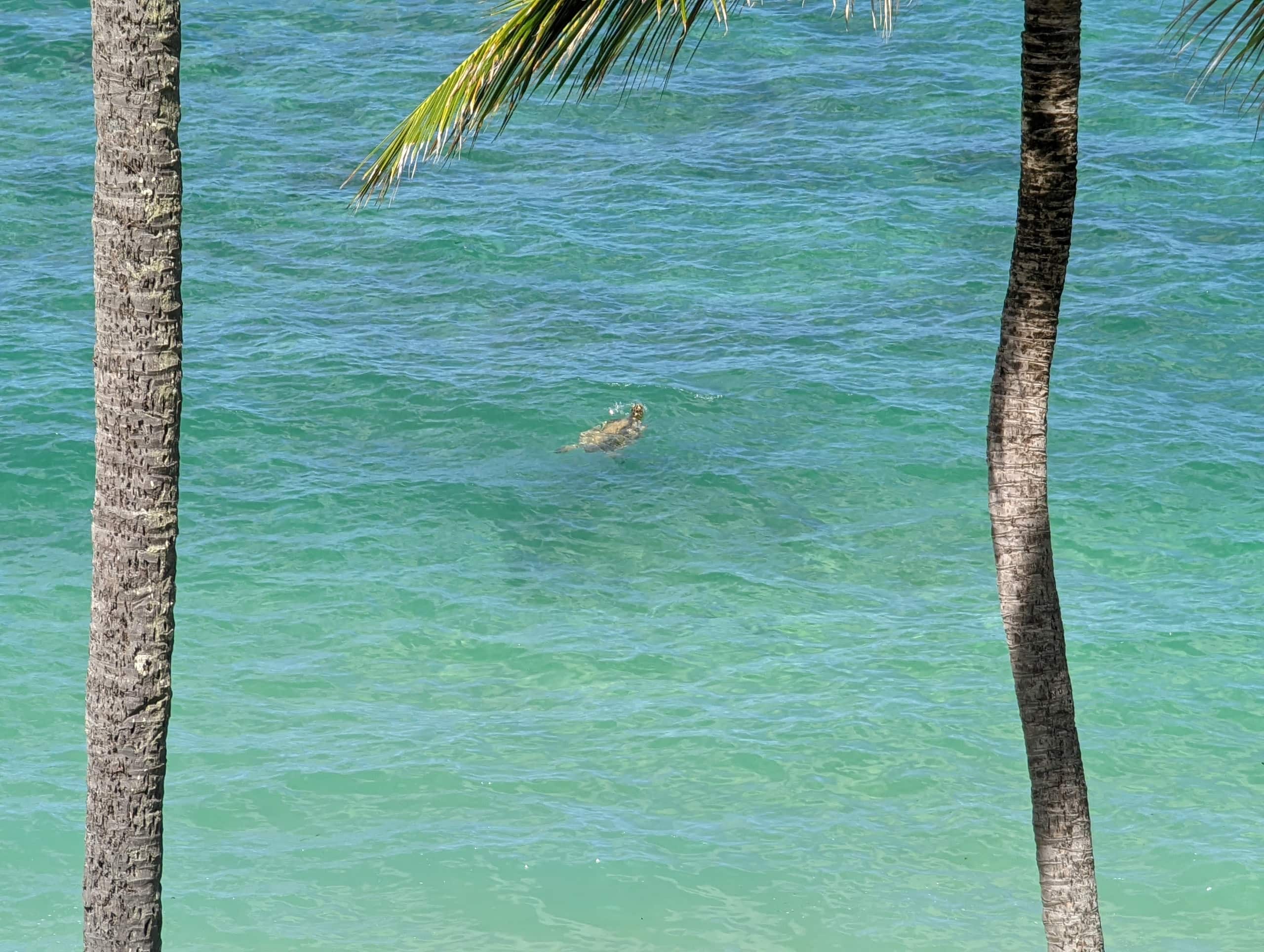 Condo in Hauula · ★4.77 · 1 bedroom · 2 beds · 1 private bath - Image 9