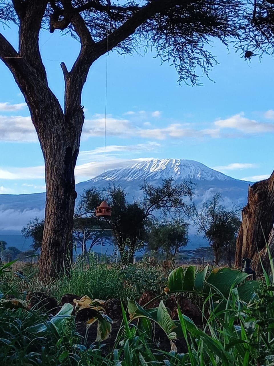 A scenic view features Mount Kilimanjaro rising majestically in the background, with its snow-capped peak under a clear sky. In the foreground, lush greenery and a tree are visible, emphasizing the natural beauty of the landscape.