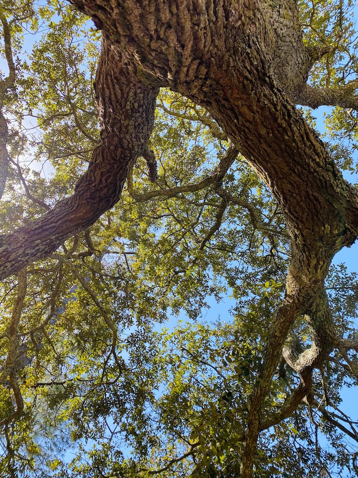 Top 10 Airbnb Vacation Rentals On Roanoke Island, North Carolina