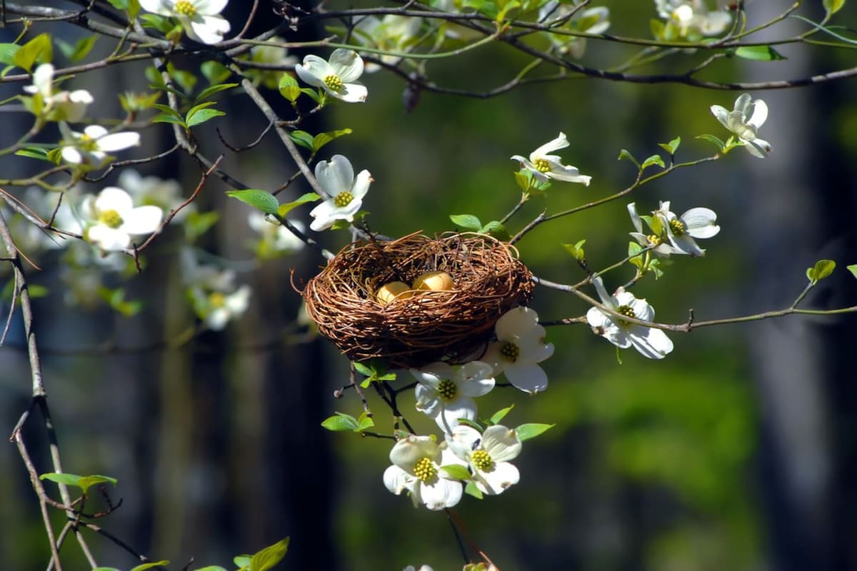 A nest is delicately positioned on a branch adorned with white flowers. The nest contains two eggs, surrounded by fresh green leaves, suggesting a natural and serene environment. Soft dappled light enhances the scene, creating a peaceful backdrop.