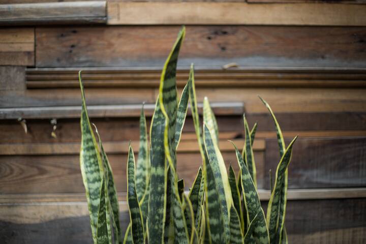 “La Roma House” Hip, Trendy and Unique gallery image 2