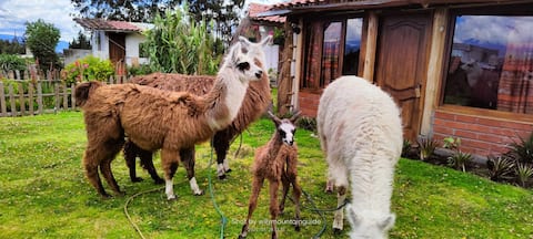 Authentic cabin, 15 min to Cotopaxi, llamas