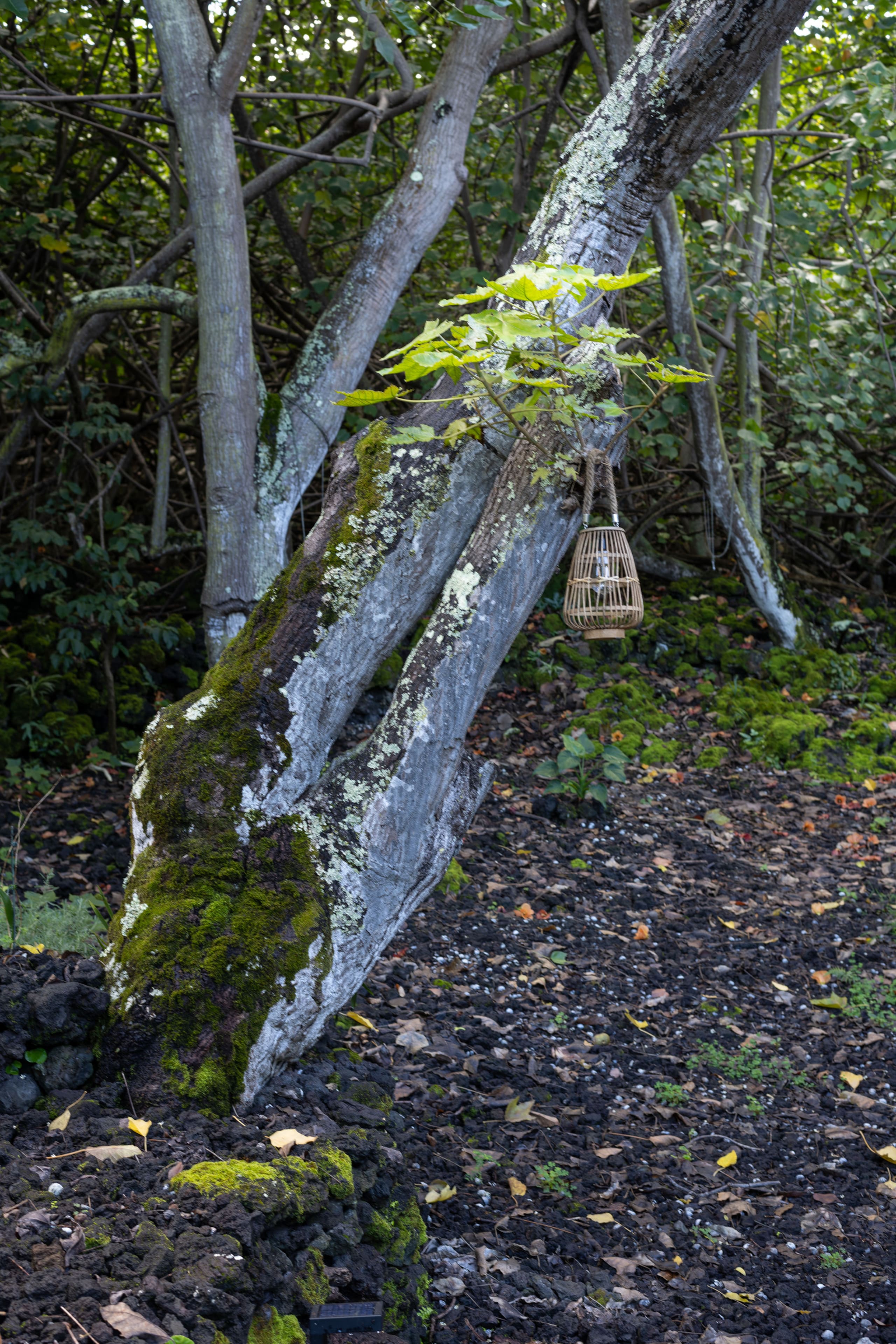 Glass House near Capt. Cook Trail - Image 33