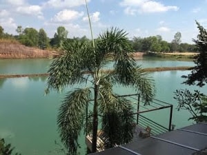 A clear view of a tranquil lake is framed by lush greenery, including a tall palm tree in the foreground. The calm water reflects the surrounding nature under a bright blue sky, offering a serene atmosphere for relaxation.