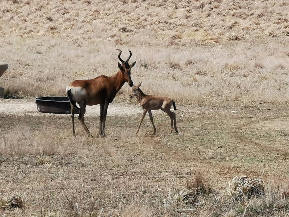 A pair of Red Hartebeest are depicted in a grassland setting. The adult animal stands tall beside a younger, smaller companion, creating a natural family dynamic. Dry grasses and sparse vegetation form the background, indicative of the tranquil surroundings of the farm.